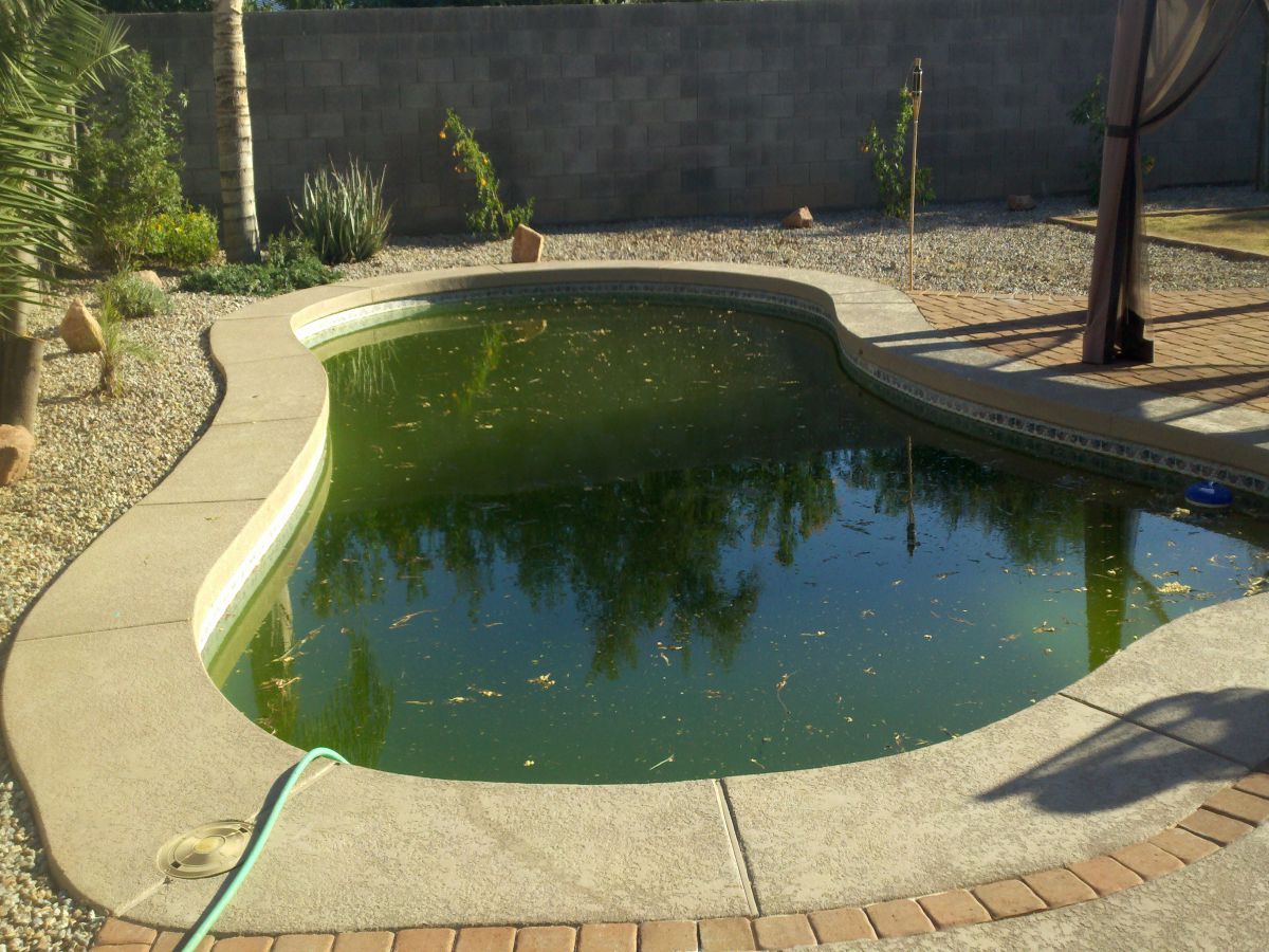 Заросший бассейн в зелени